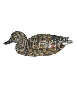 Чучело шилохвость плавающая (утка) 7502